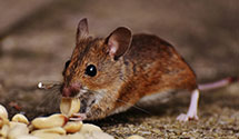 24 Hour & Emergency Exterminators in Blue River, OR